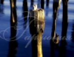 Water 32