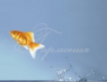 Water 46