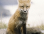 Animals 1