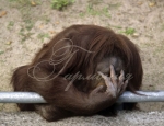 Animals 106
