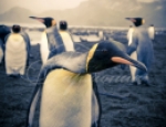Animals 135