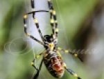 Animals 2