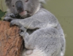 Animals 38