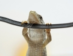 Animals 40