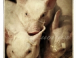 Animals 46