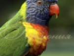 Animals 48