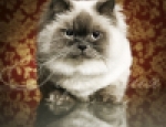 Animals 69