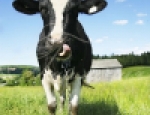 Animals 8