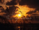 Sunset 35